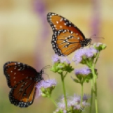 Back home in Texas, butterfly pollinators.