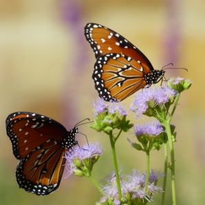 Back home in Texas, butterfly pollinators.